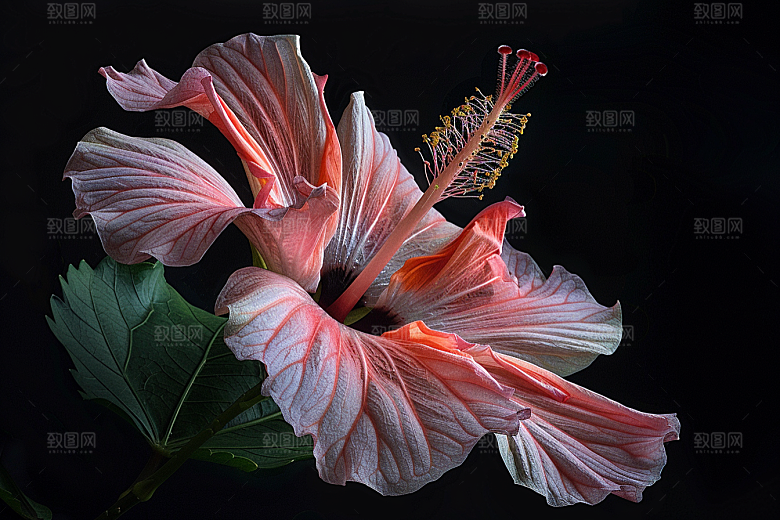 木槿花夏天彩色摄影图