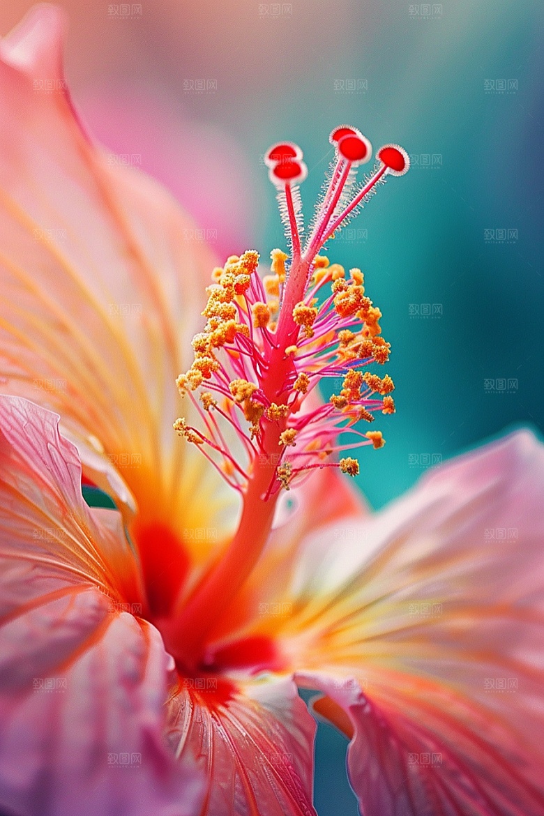 木槿花唯美夏季摄影图