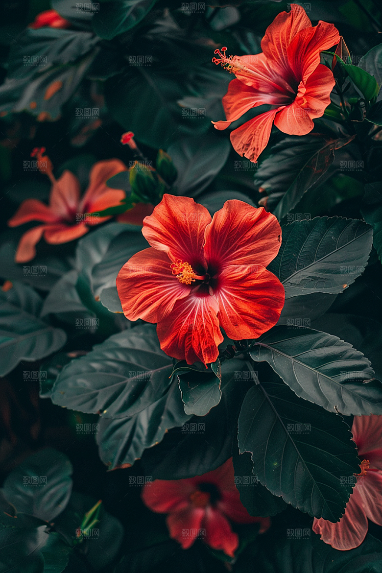 木槿花彩色清新摄影图