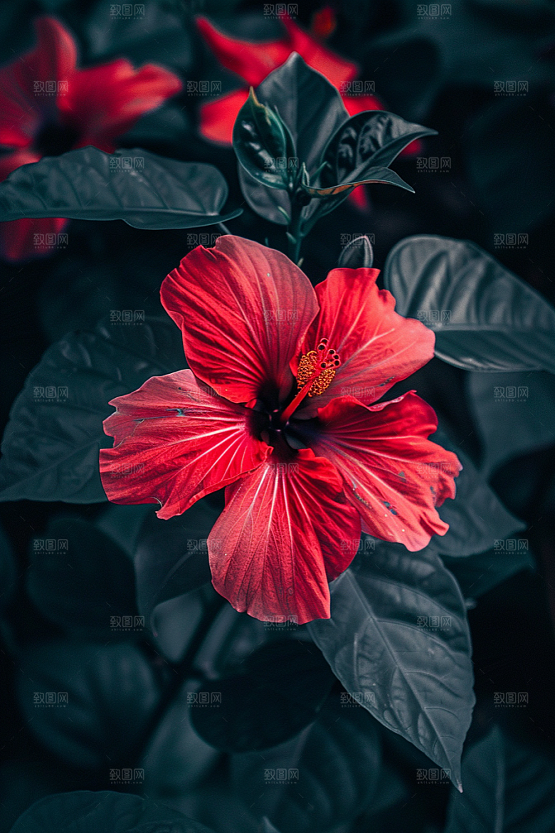 木槿花清新木棉摄影图
