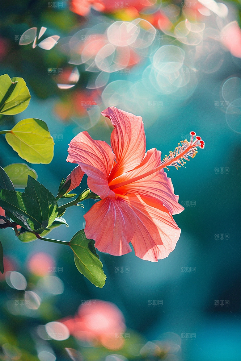 木槿花唯美高清摄影图