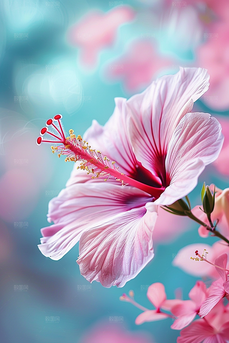 木槿花花卉夏季摄影图