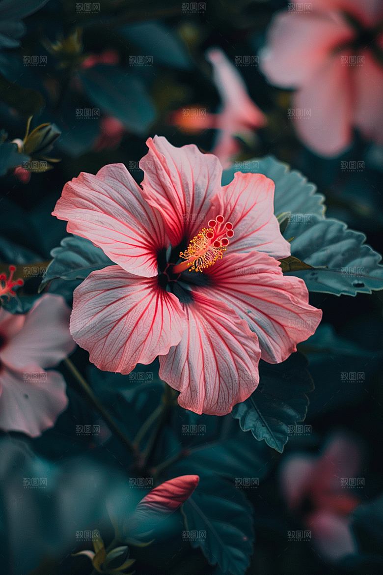 木槿花夏天木棉摄影图