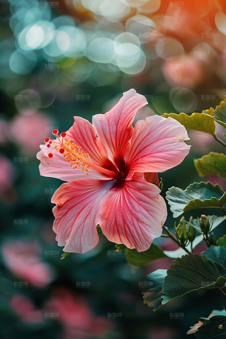 木槿花木棉高清摄影图