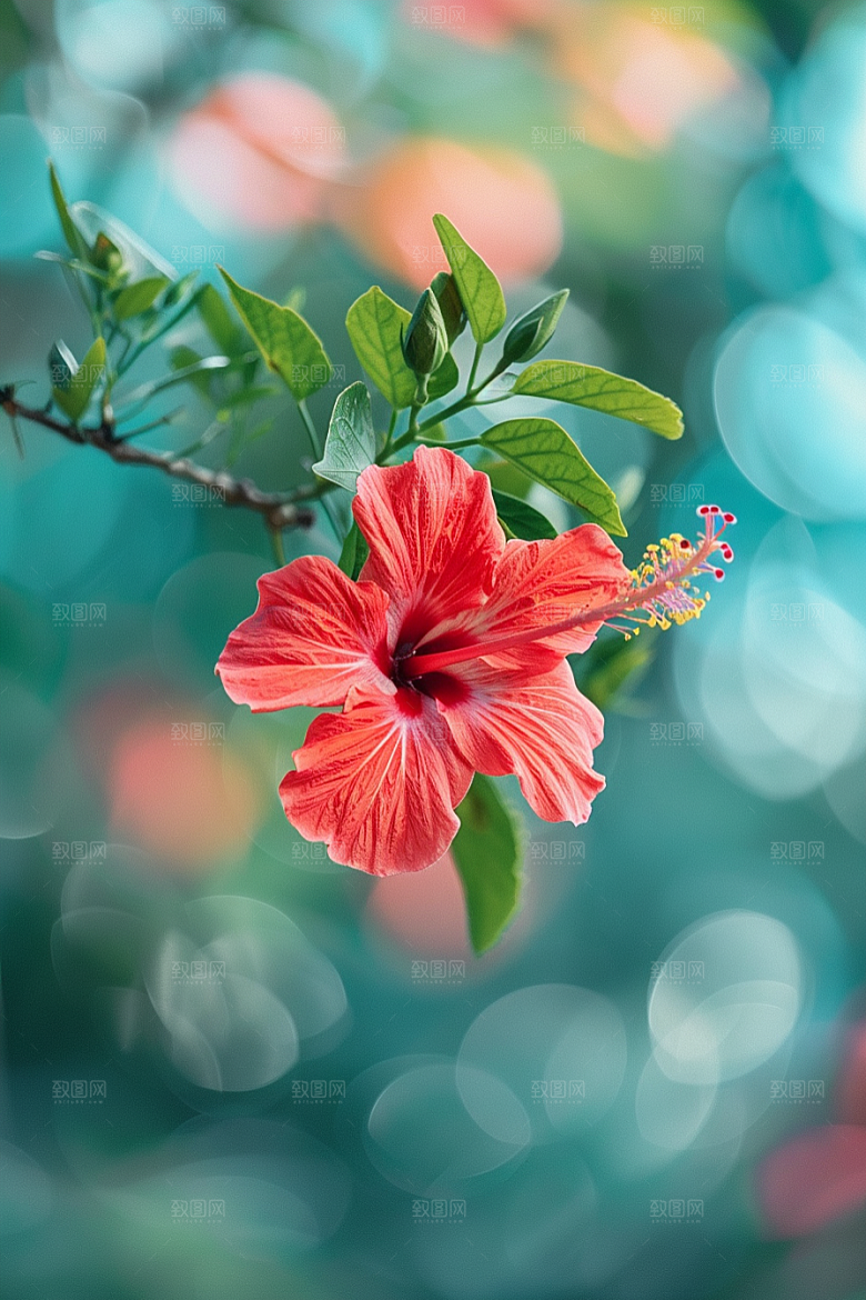 木槿花唯美高清摄影图