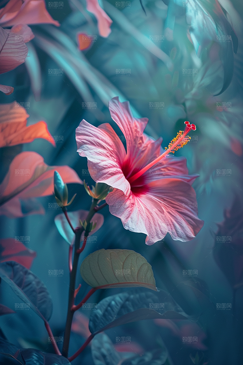 木槿花花卉夏天摄影图