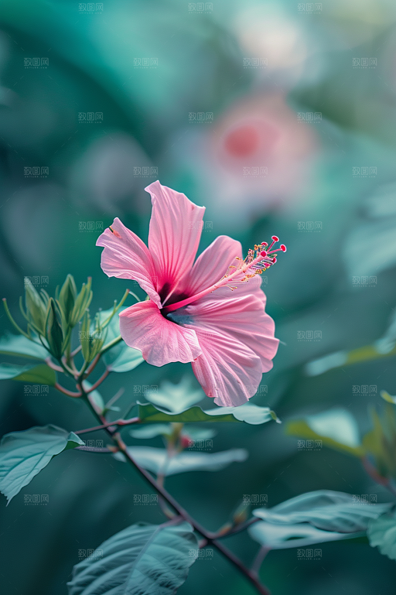 木槿花彩色清新摄影图
