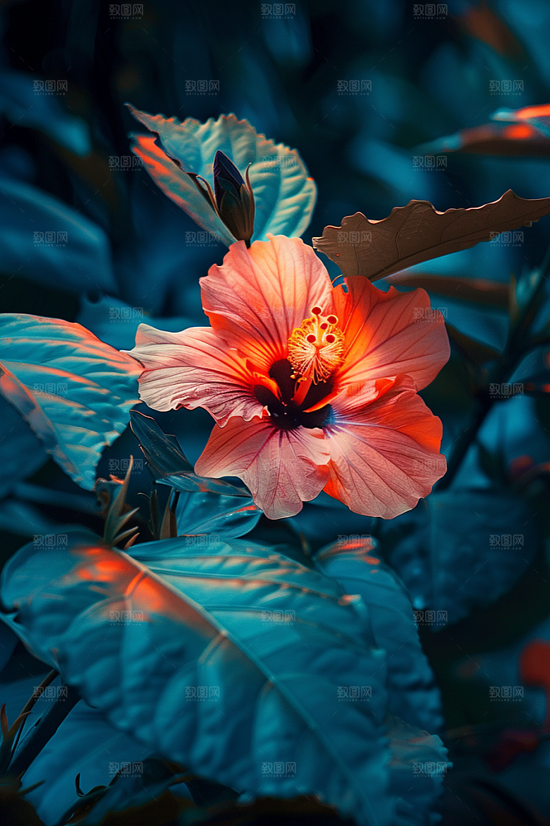 木槿花清新夏季摄影图