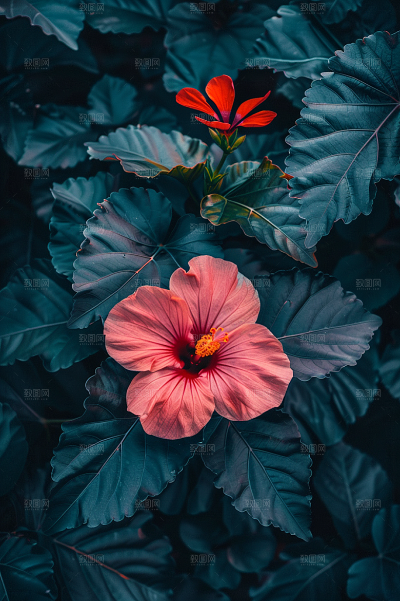 木槿花木棉夏季摄影图