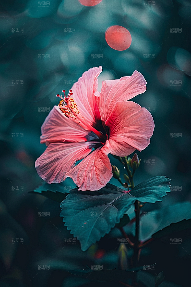 木槿花清新夏季摄影图