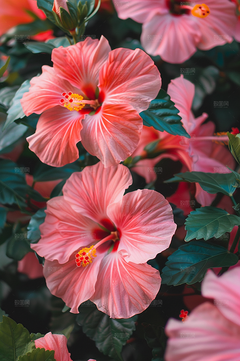 木槿花自然高清摄影图