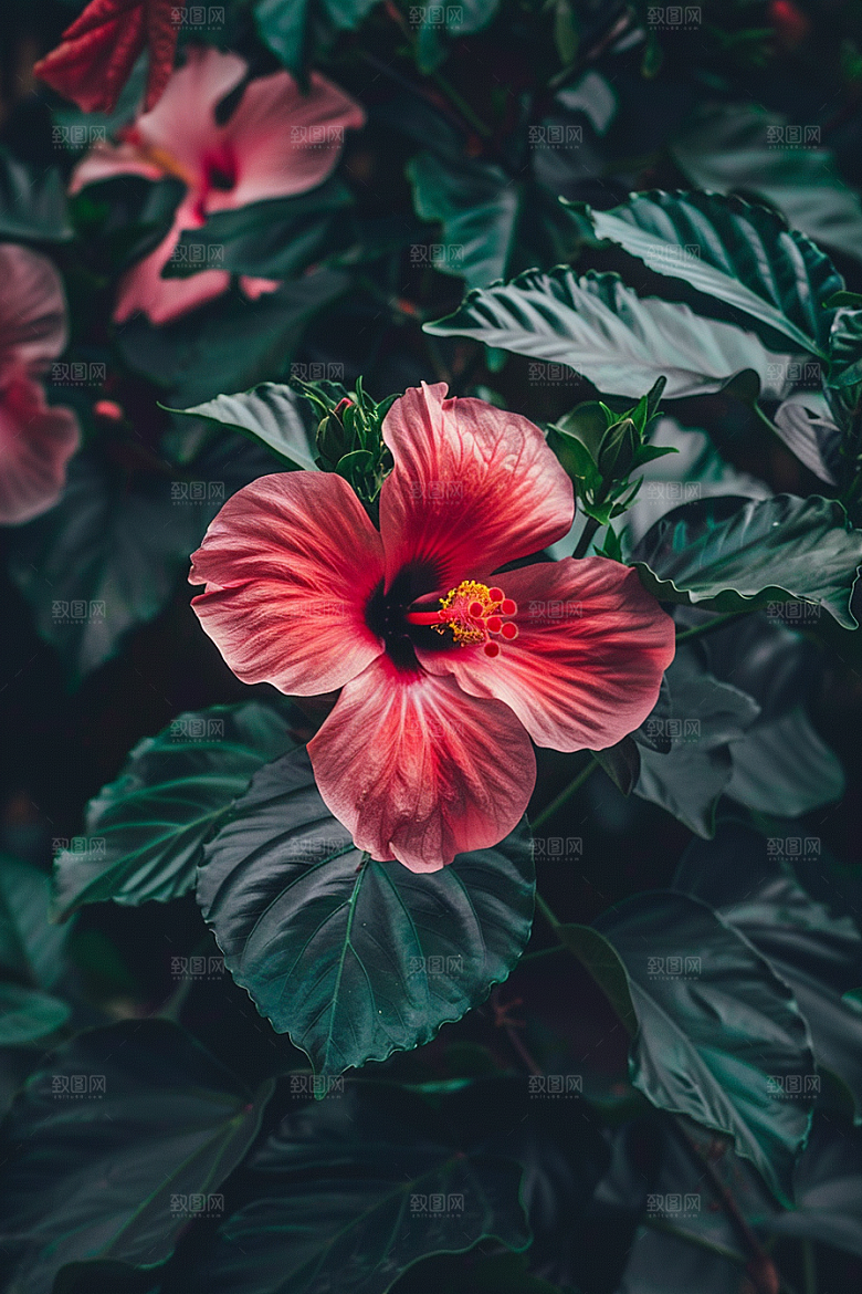 木槿花花朵高清摄影图