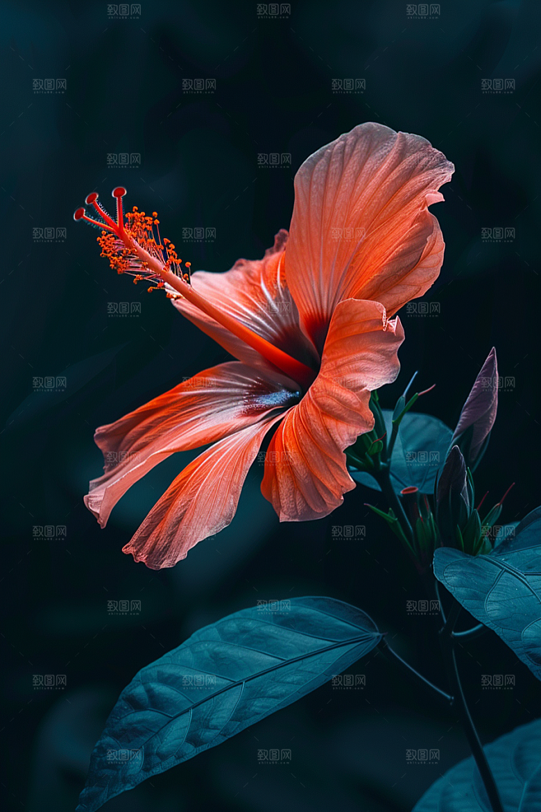 木槿花自然花卉摄影图