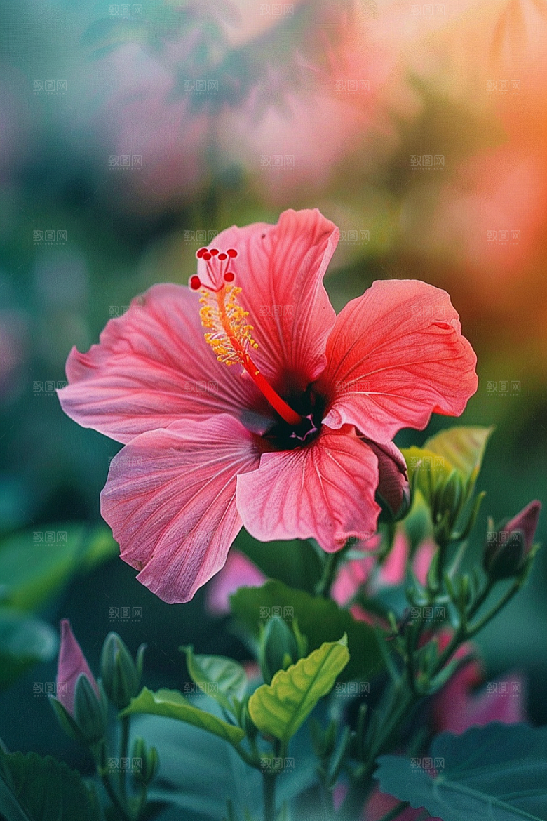 木槿花彩色夏季摄影图