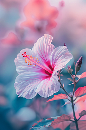 木槿花高清彩色摄影图