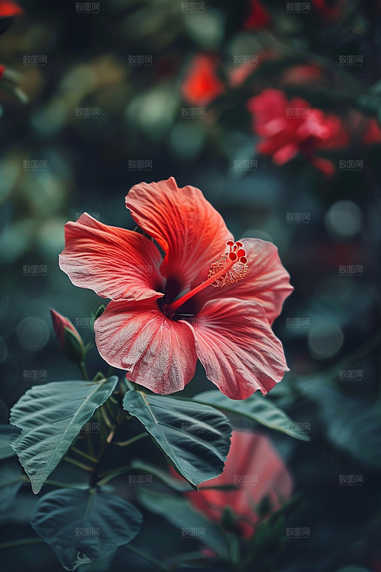 木槿花夏季高清摄影图