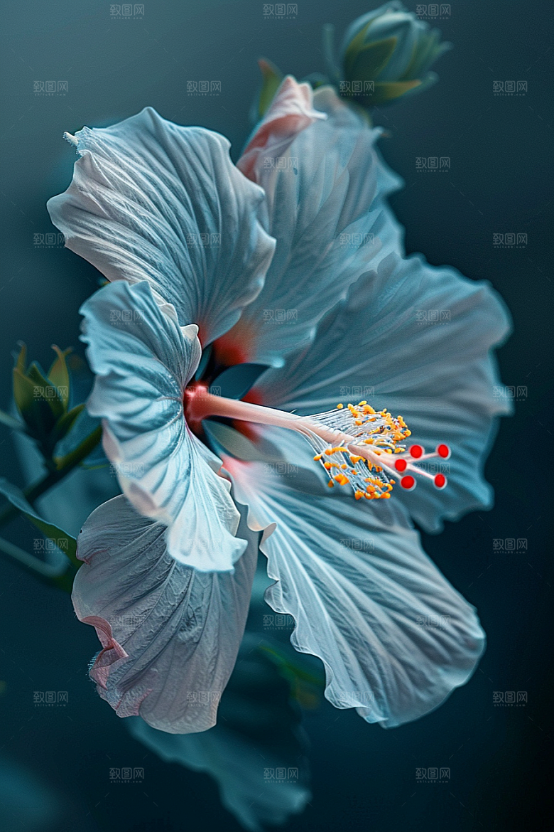 木槿花清新高清摄影图