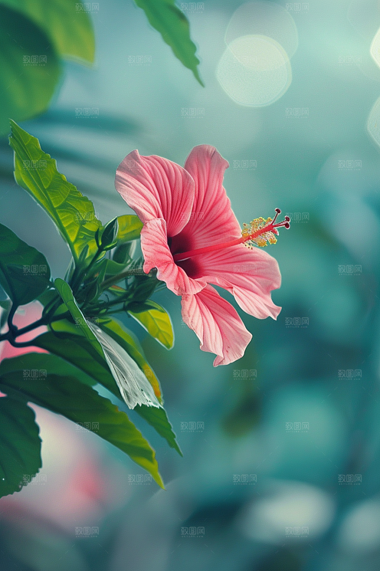 木槿花夏季木棉摄影图