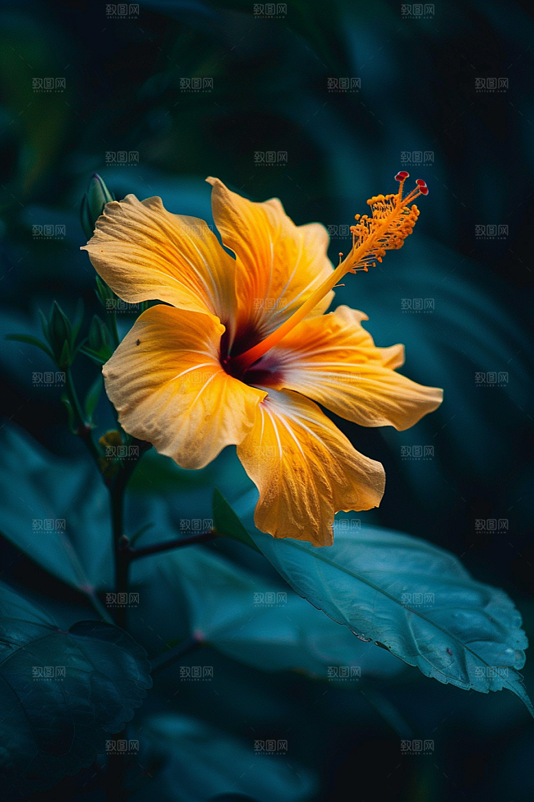 木槿花彩色自然摄影图