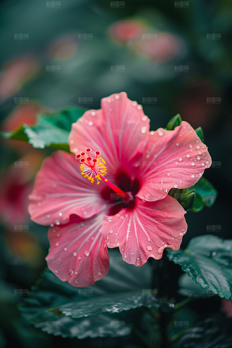 木槿花唯美植物摄影图