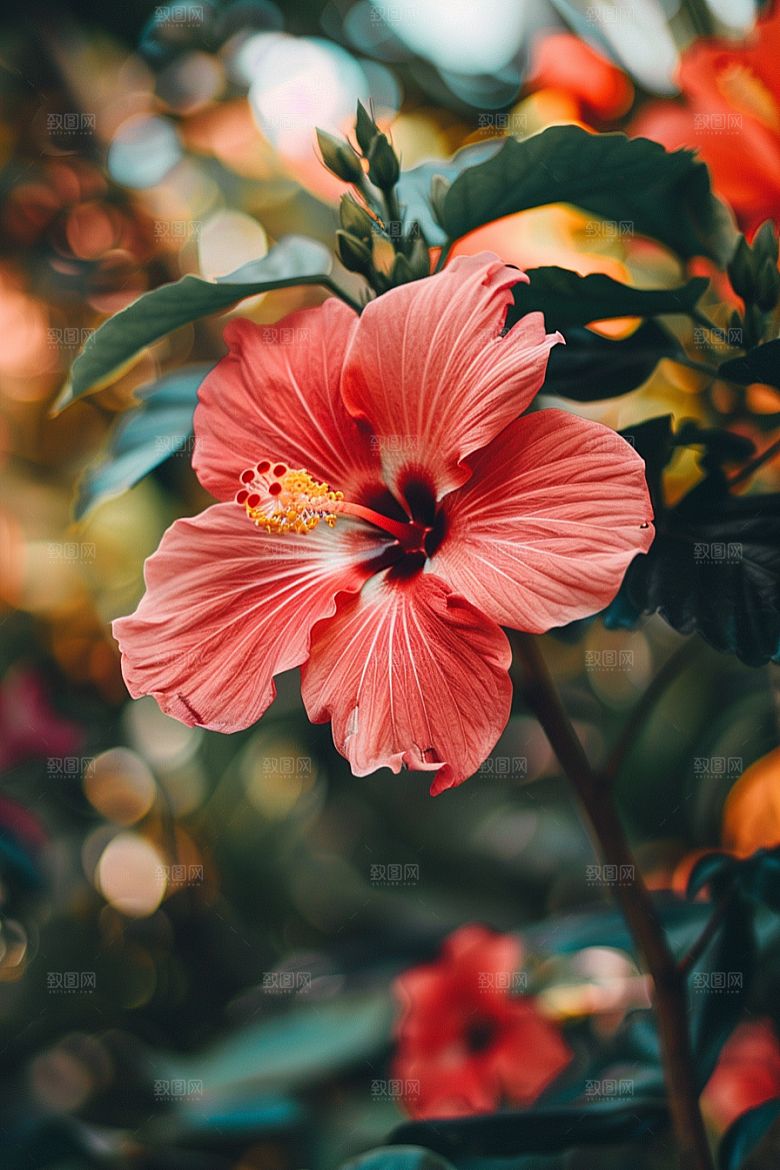 木槿花彩色唯美摄影图