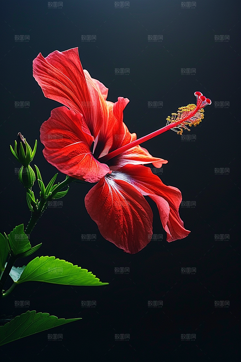 木槿花花朵高清摄影图