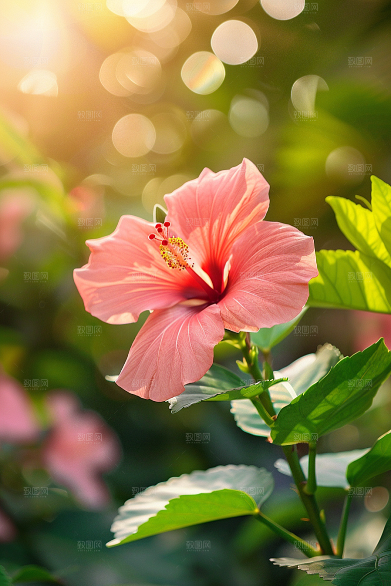 木槿花夏季唯美摄影图