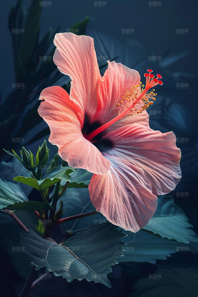 木槿花花卉夏季摄影图