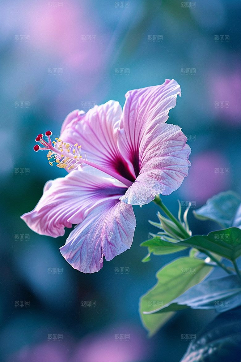 木槿花唯美清新摄影图
