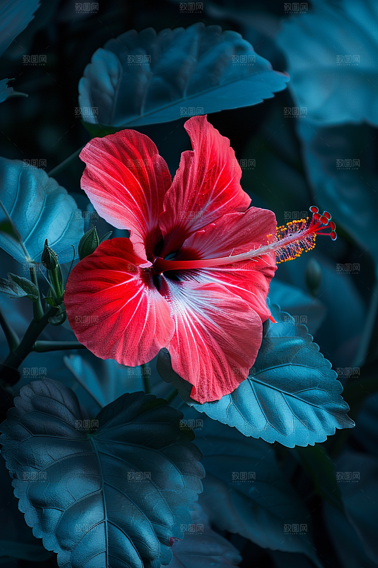 木槿花清新夏季摄影图
