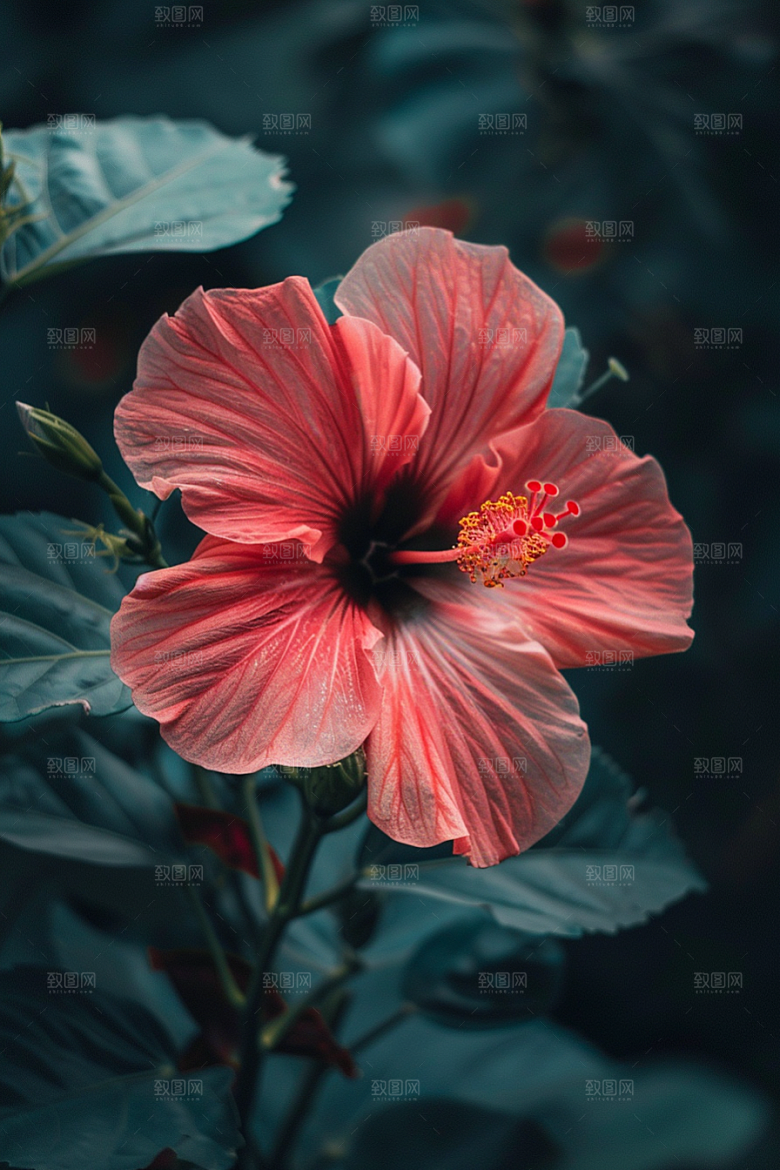 木槿花花朵清新摄影图