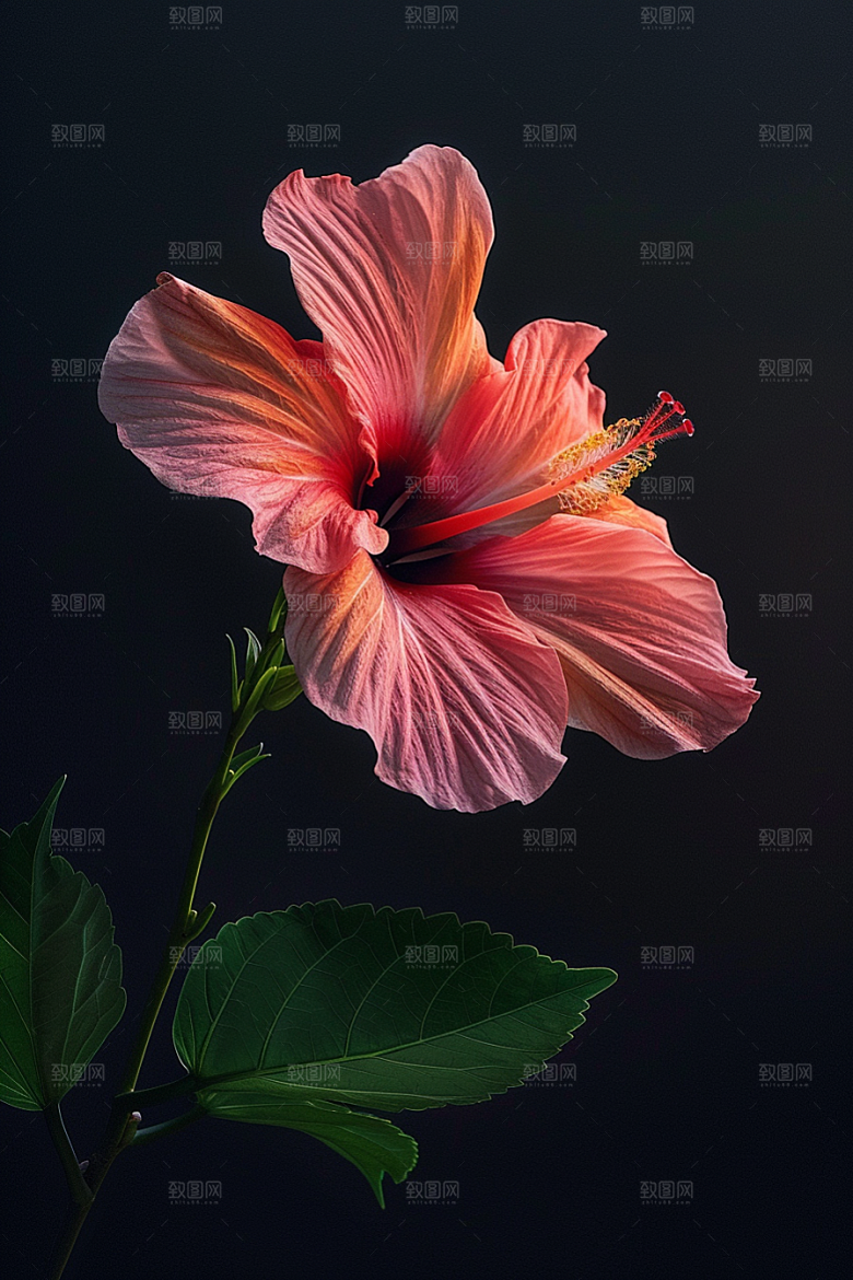 木槿花唯美花卉摄影图