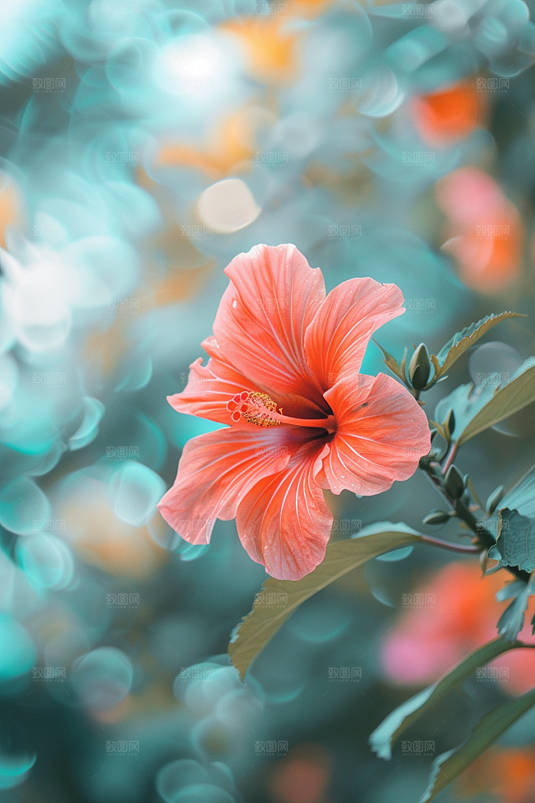 木槿花清新高清摄影图