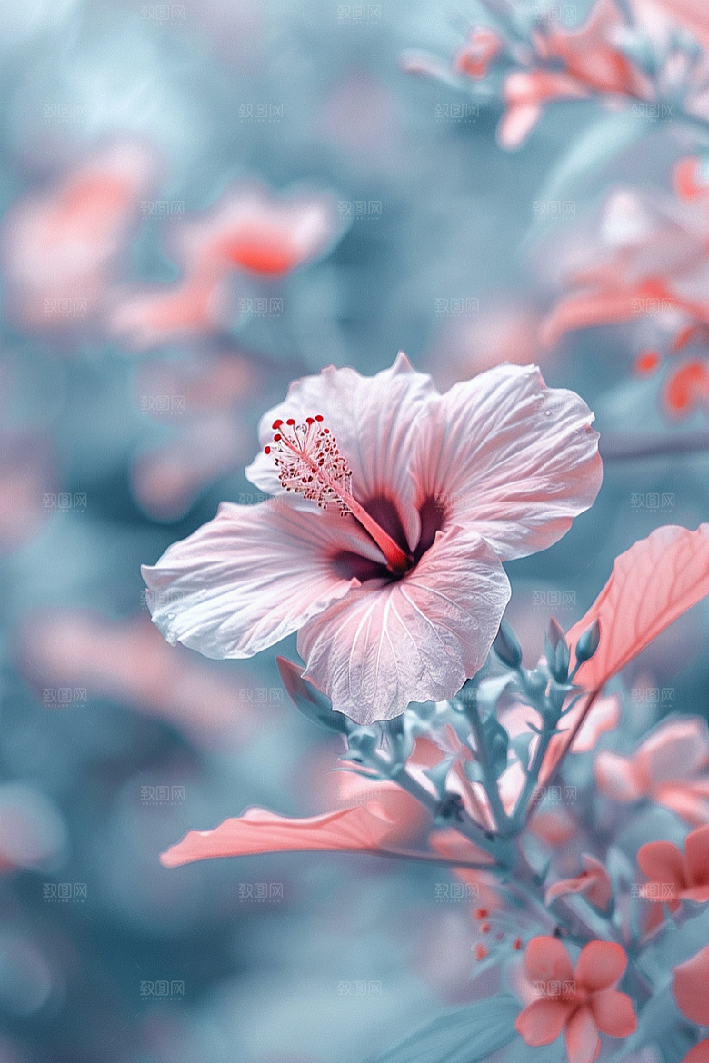木槿花彩色花卉摄影图