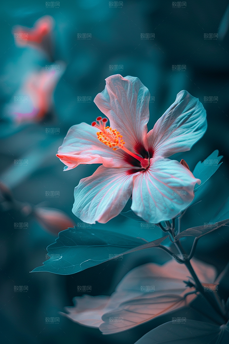 木槿花花卉自然摄影图