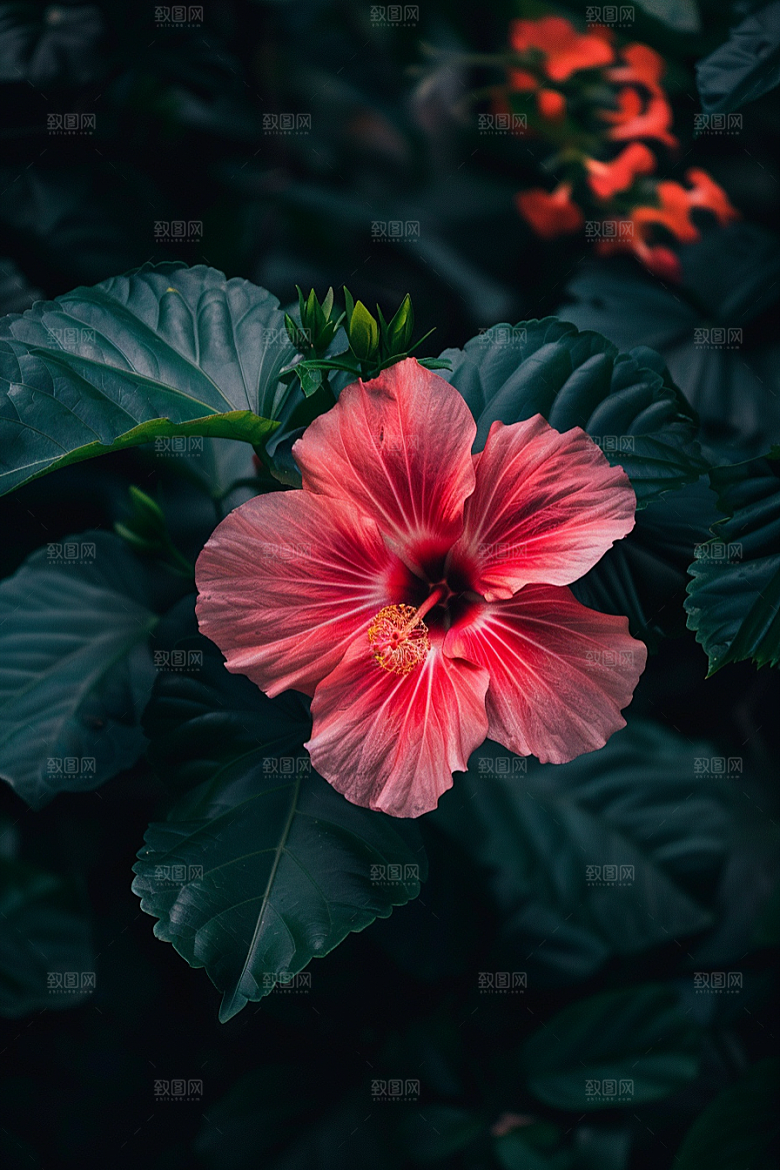 木槿花植物夏季摄影图