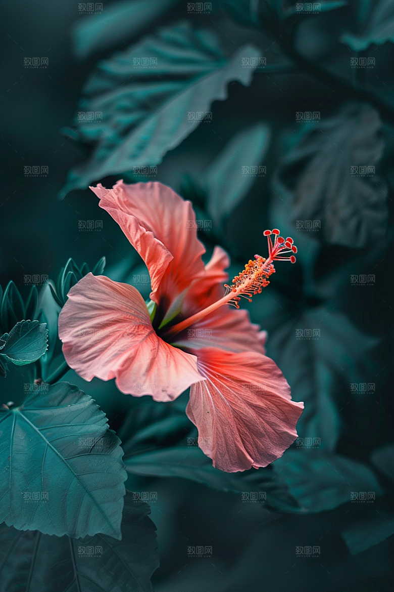 木槿花夏天花朵摄影图