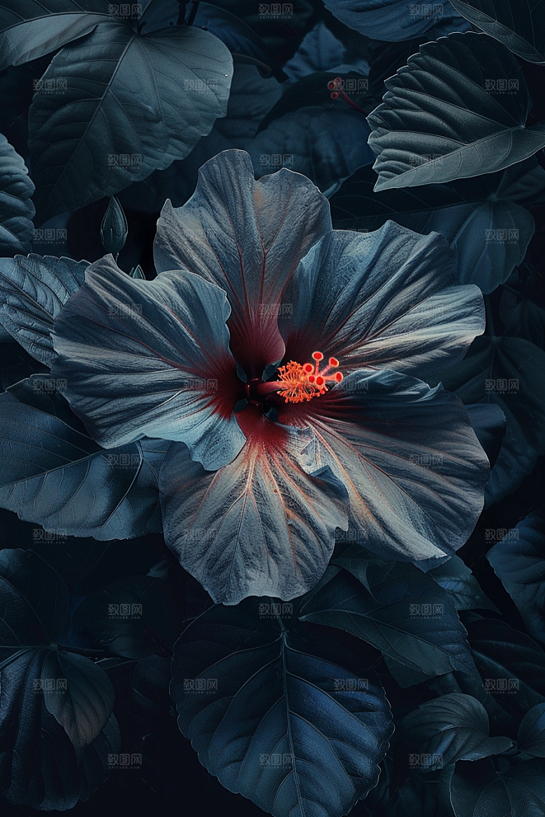 木槿花自然夏天摄影图