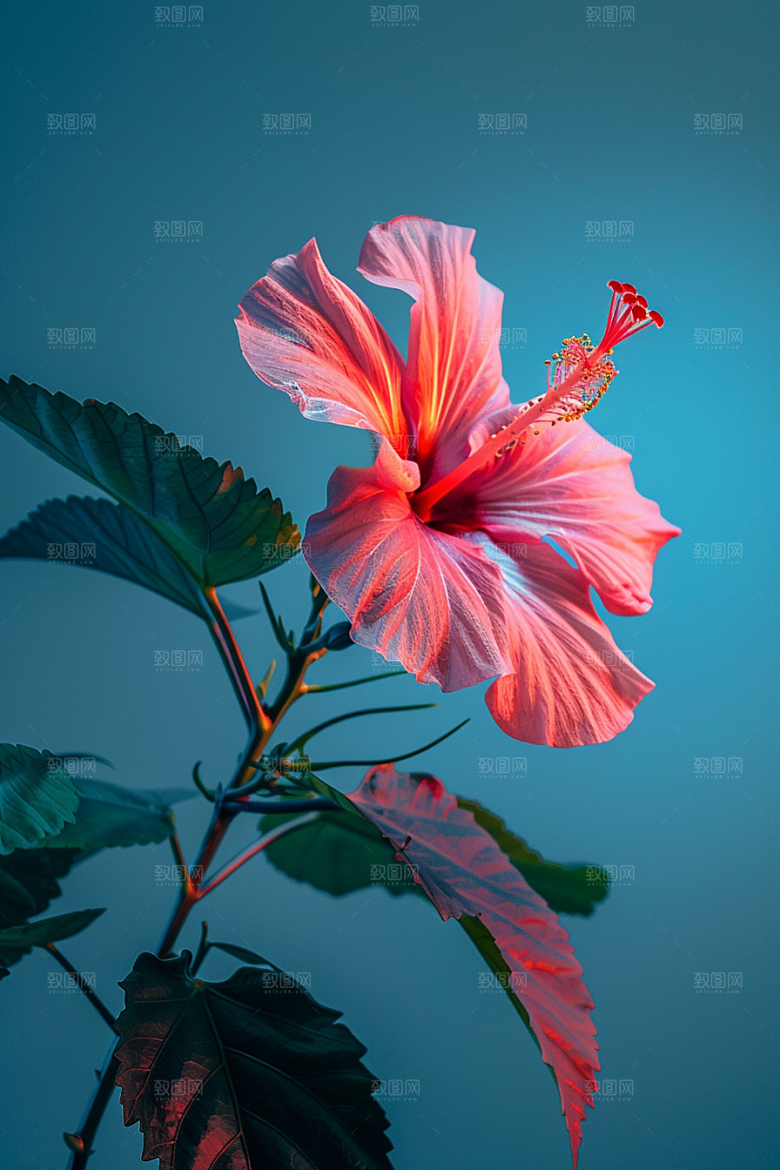 木槿花夏季清新摄影图