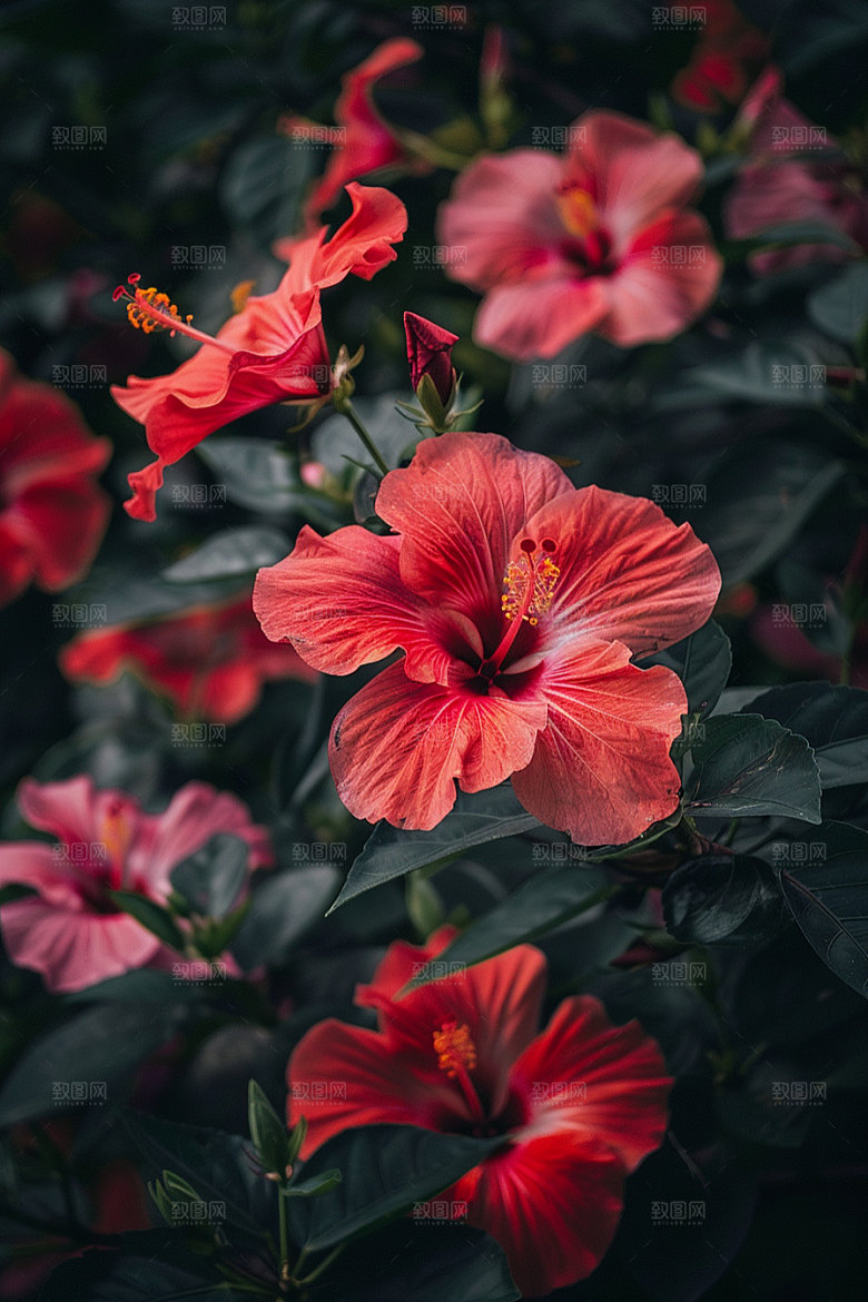 木槿花夏季唯美摄影图