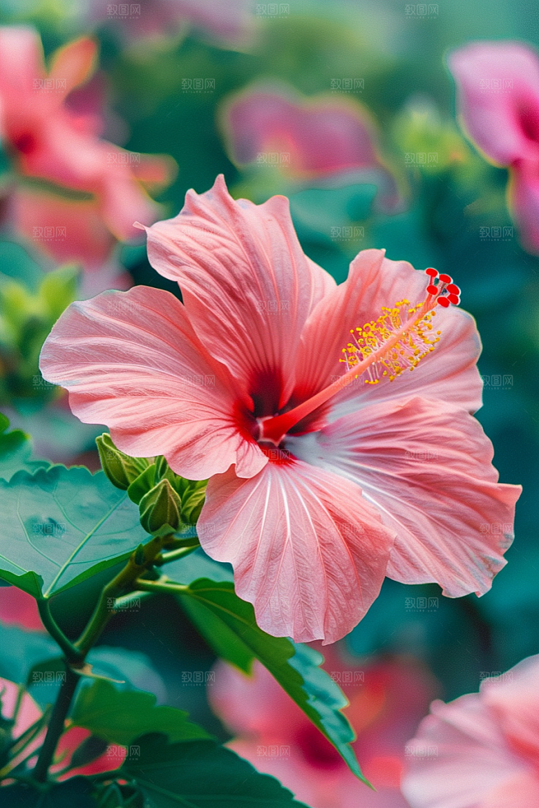 木槿花花卉清新摄影图
