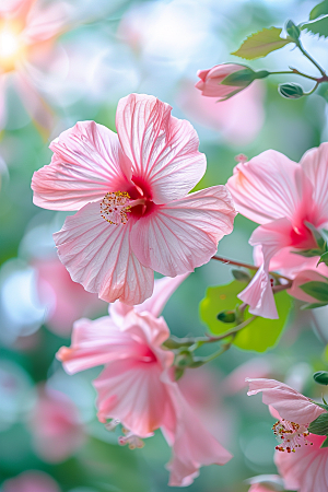 木槿花清新花卉摄影图