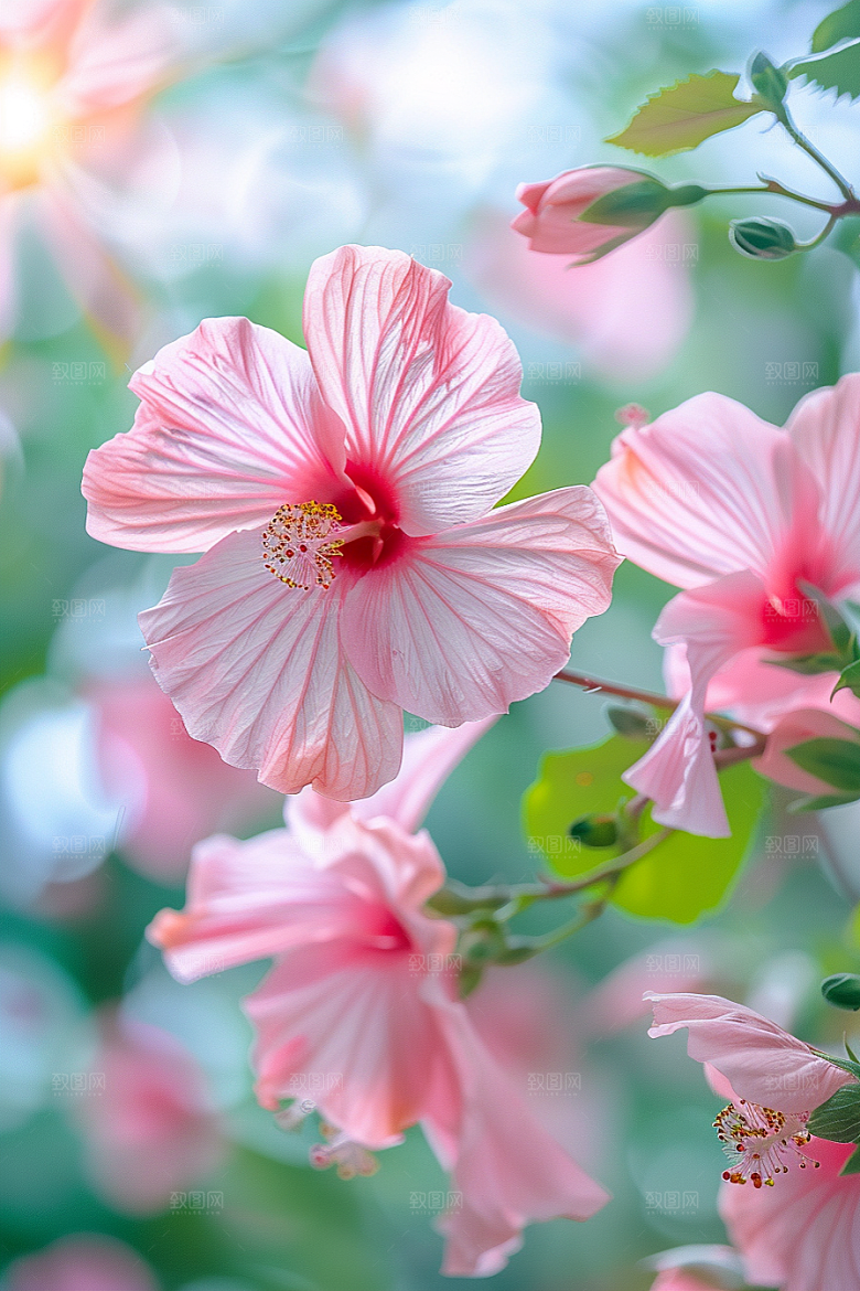 木槿花清新花卉摄影图