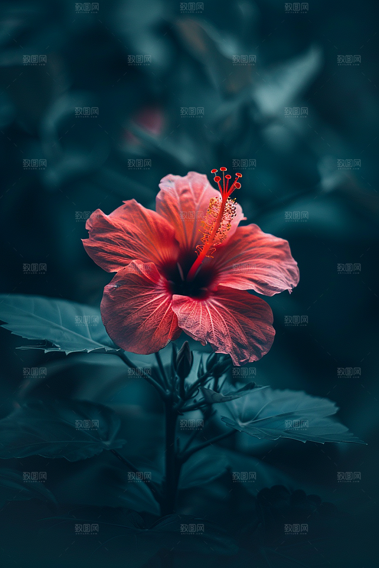 木槿花花朵木棉摄影图
