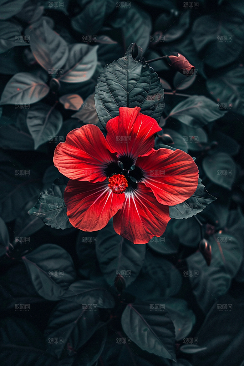 木槿花清新自然摄影图