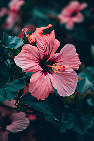 木槿花木棉高清摄影图