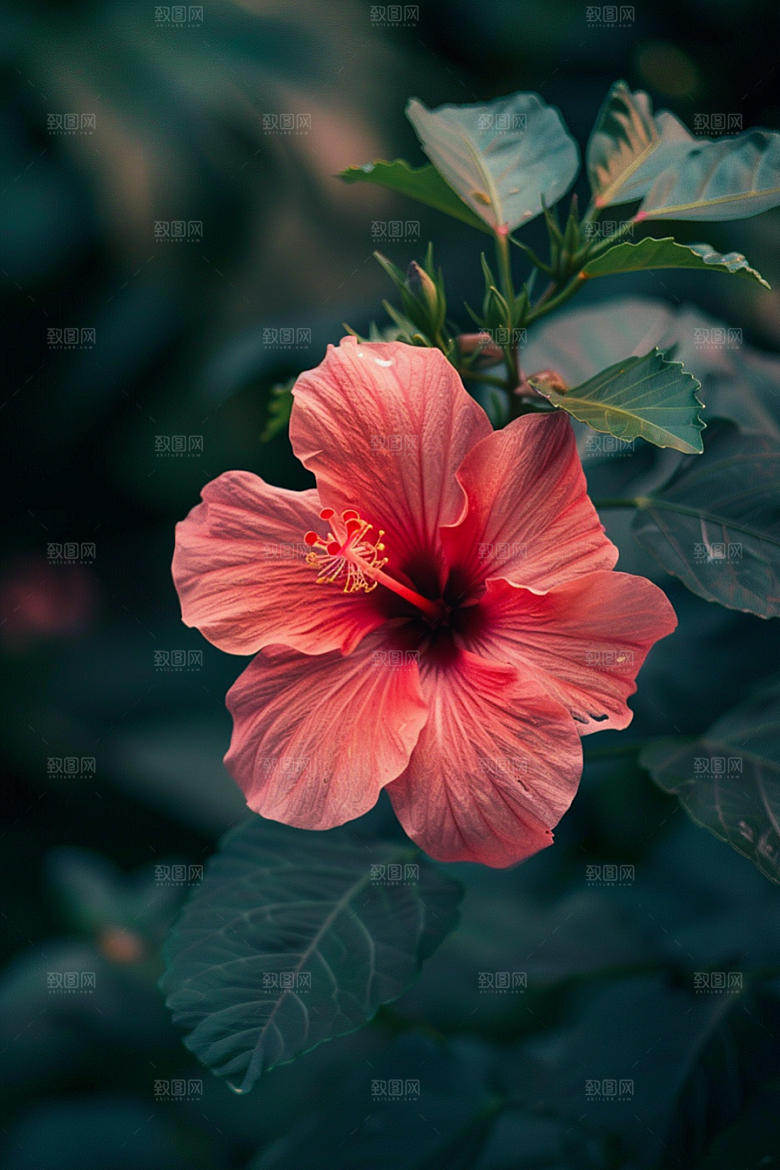 木槿花花卉植物摄影图