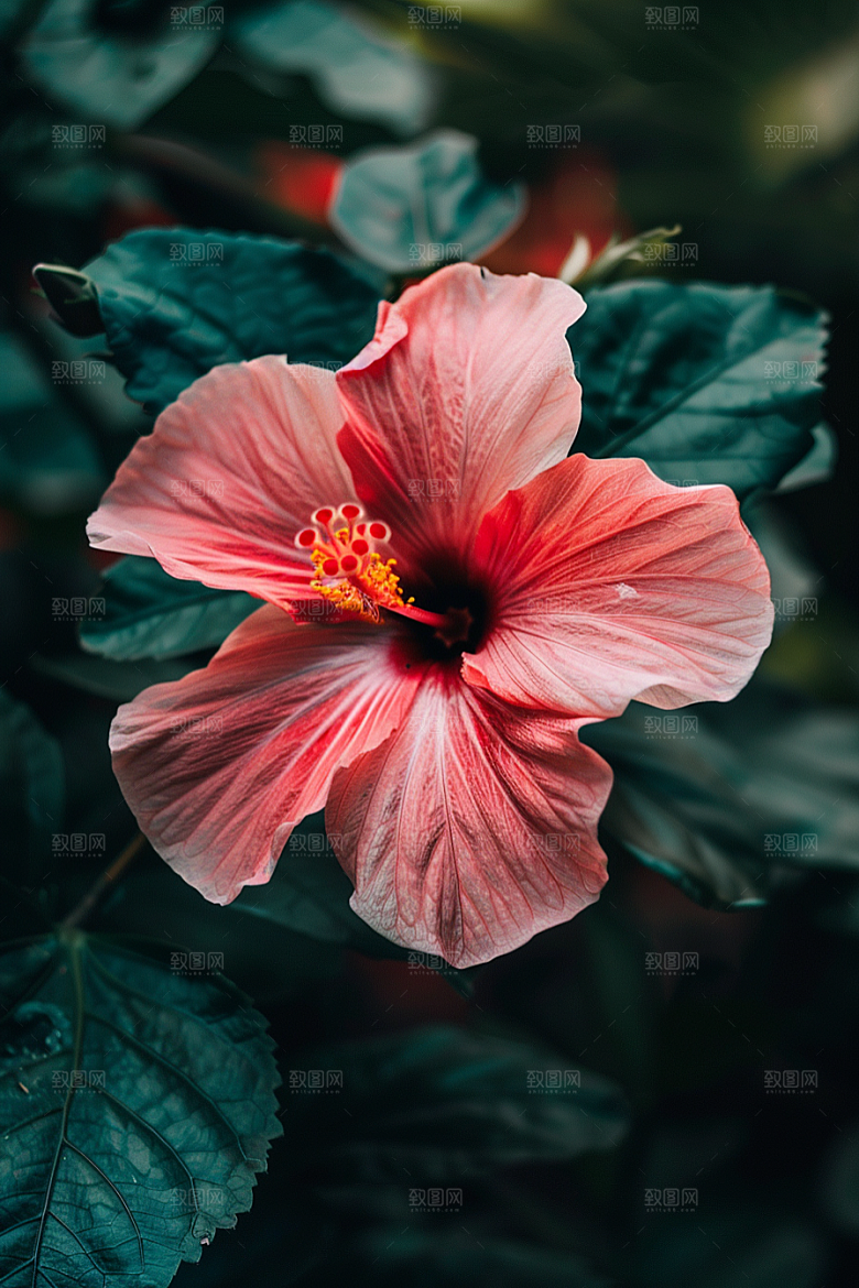木槿花植物花卉摄影图