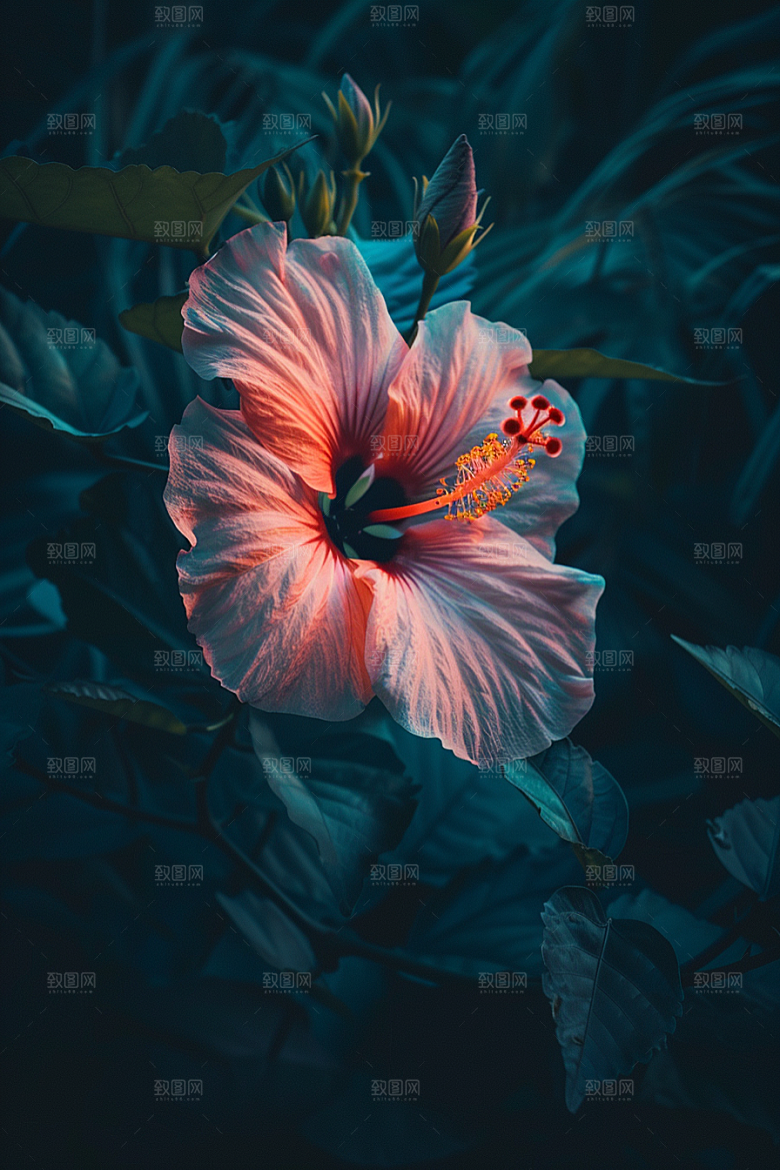 木槿花花卉夏季摄影图