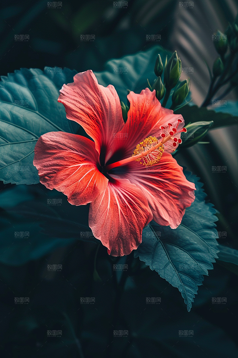 木槿花高清唯美摄影图